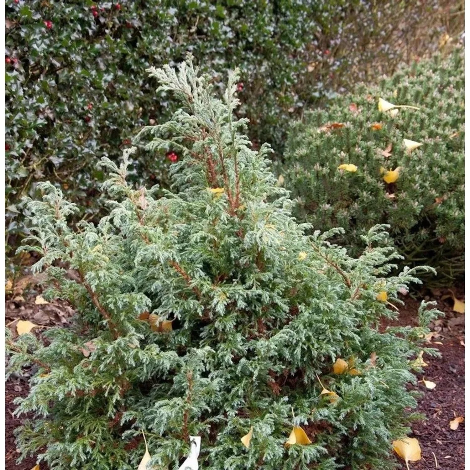 Zwerg Silberzypresse Baby Blue 15-20cm - Chamaecyparis pisifera