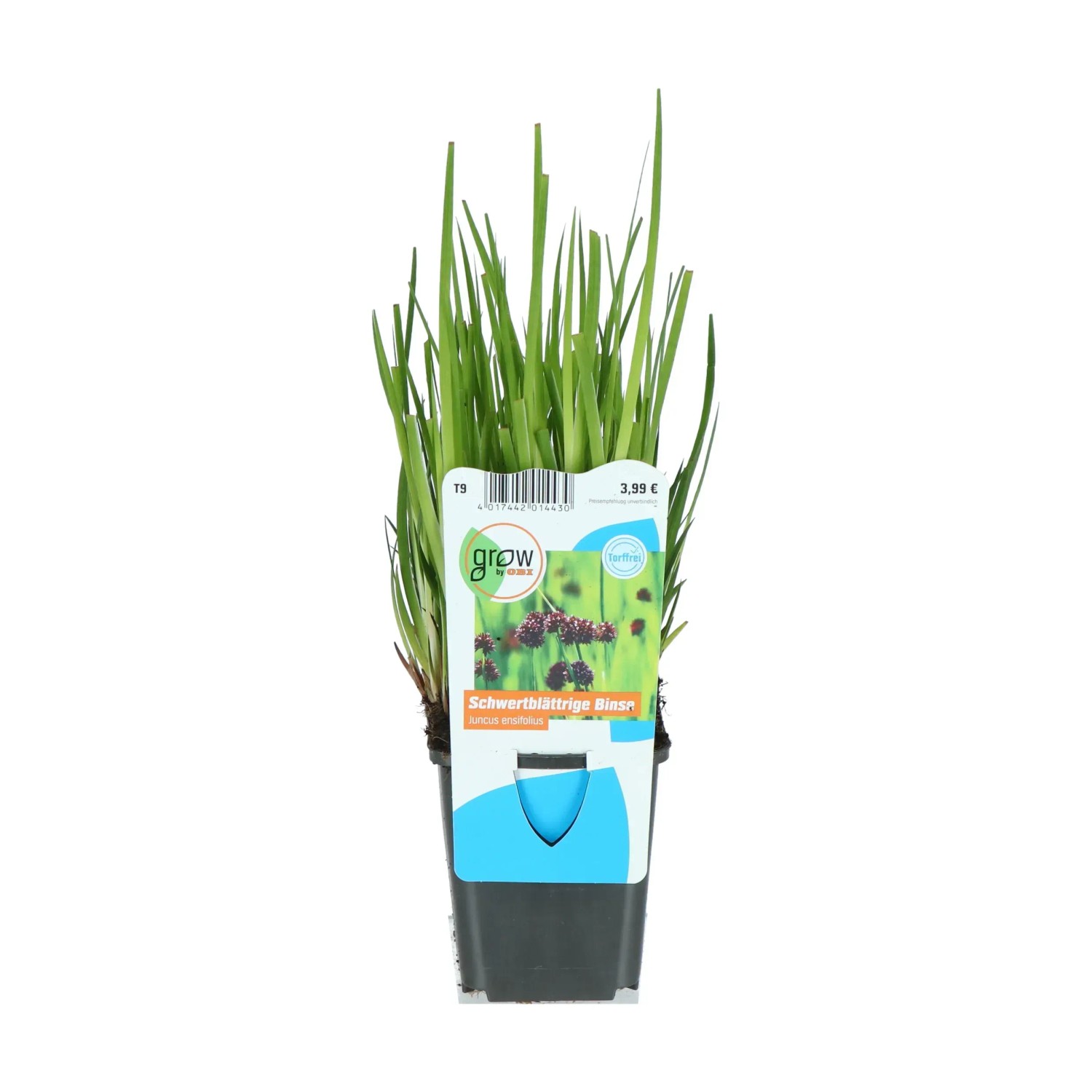 Korkenzieher Binse Topf-Ø ca. 9 cm Juncus effusus spiralis