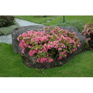 Rosa Rhododendron Obtusum Azalee mit üppigen Blüten vor einem großen Stein im Garten.