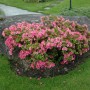 Rosa Rhododendron Obtusum Azalee mit üppigen Blüten vor einem großen Stein im Garten.