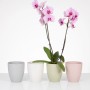 Scheurich Orchideentöpfe 620 in verschiedenen Farben, einer davon mit rosa Orchidee.
