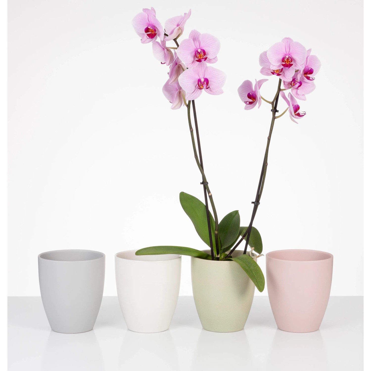 Scheurich Orchideentöpfe 620 in verschiedenen Farben, einer davon mit rosa Orchidee.