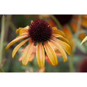 Nahaufnahme einer orangefarbenen Echinacea 'Tangerine Dream' Staude im Topf.