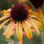 Nahaufnahme einer orangefarbenen Echinacea 'Tangerine Dream' Staude im Topf.