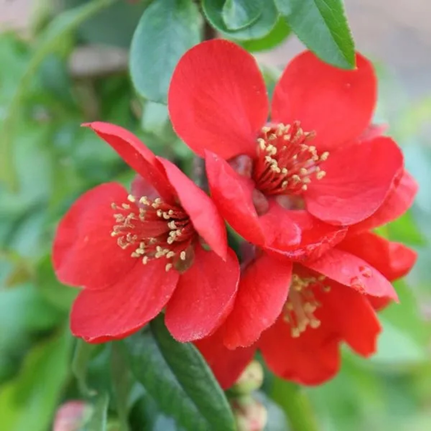 Zierquitte 'Crimson and Gold' Chaenomeles superba 30 bis 40 cm im Container Fruchtbildend