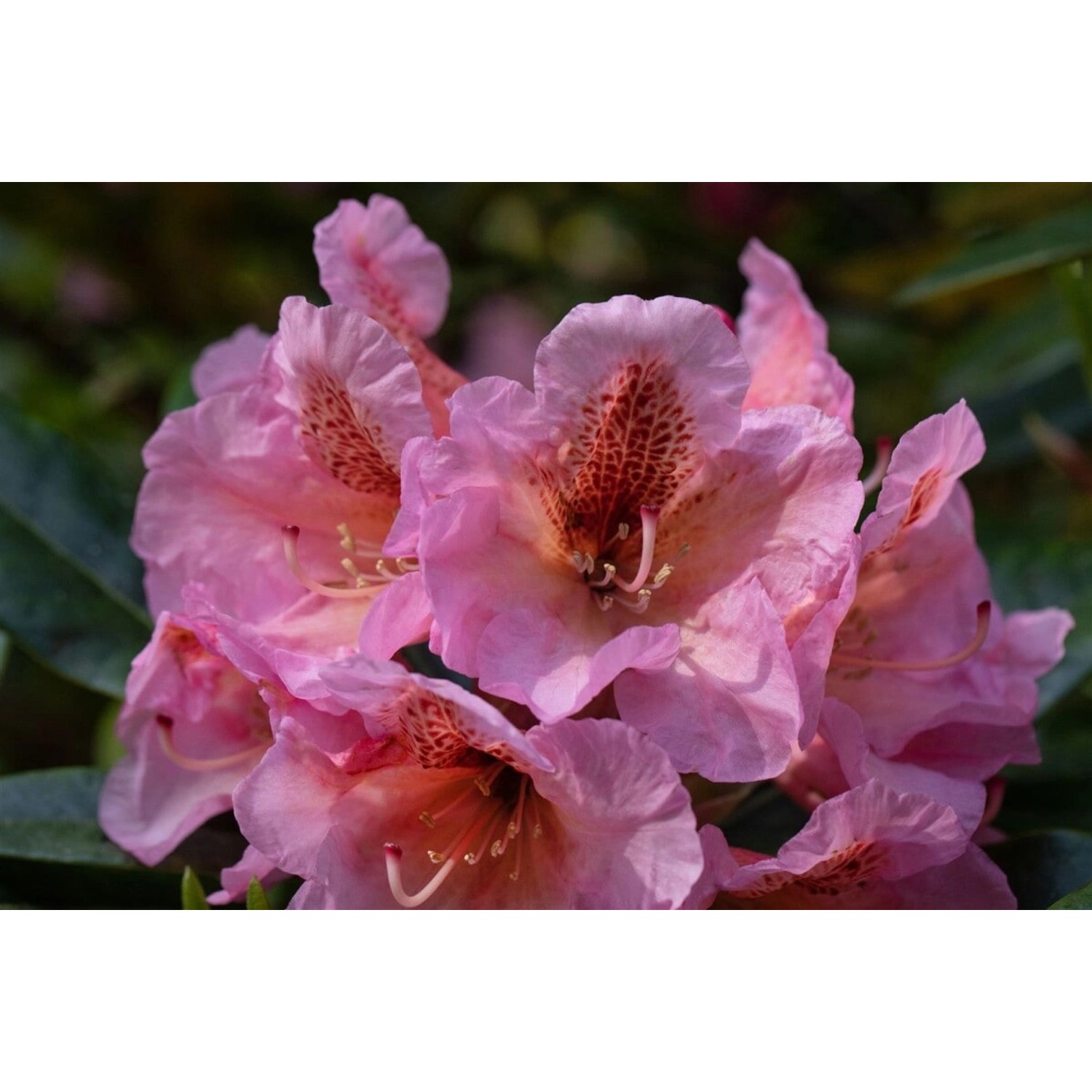 Rhododendron Augustinii Blauviolett 120–140 cm günstig online kaufen