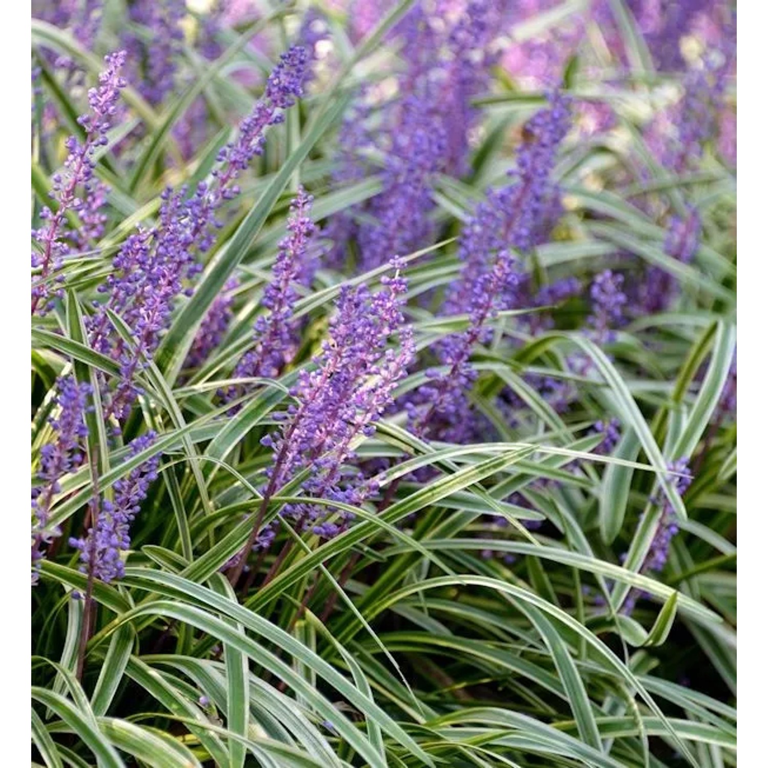 Lilientraube Variegata - Liriope muscaria
