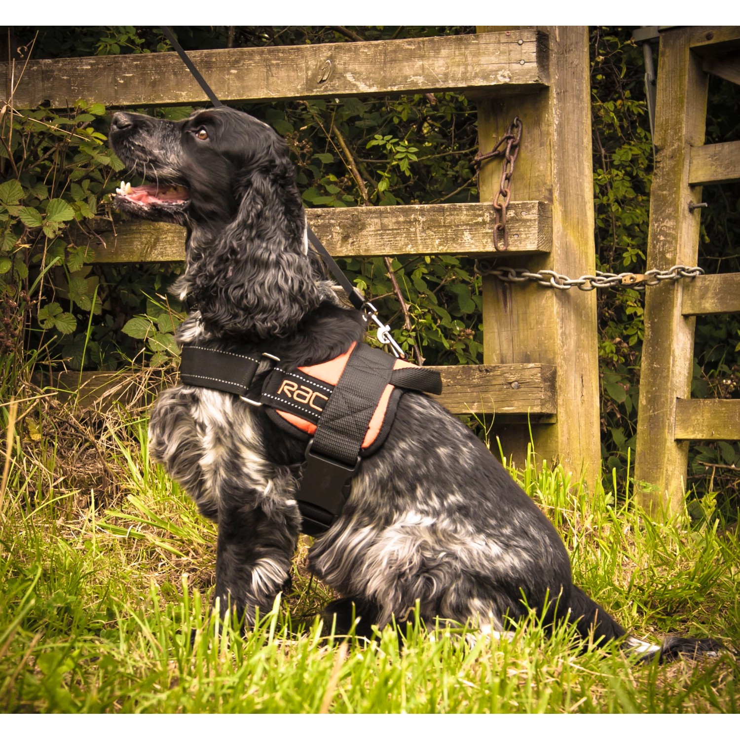 Schwarzes Heim RAC Hunde-Comfort-Geschirr Gr. S für Hunde mit Bauchumfang 44-50 cm.