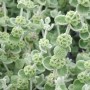 6 x Ballota Ballota pseudodictamnus Topf 9cm Bordürenpflanze