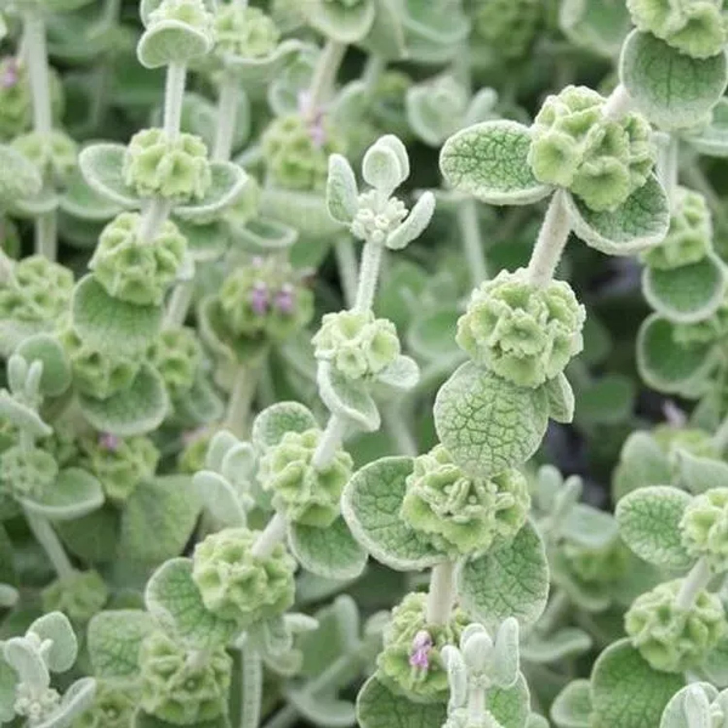 6 x Ballota Ballota pseudodictamnus Topf 9cm Bordürenpflanze