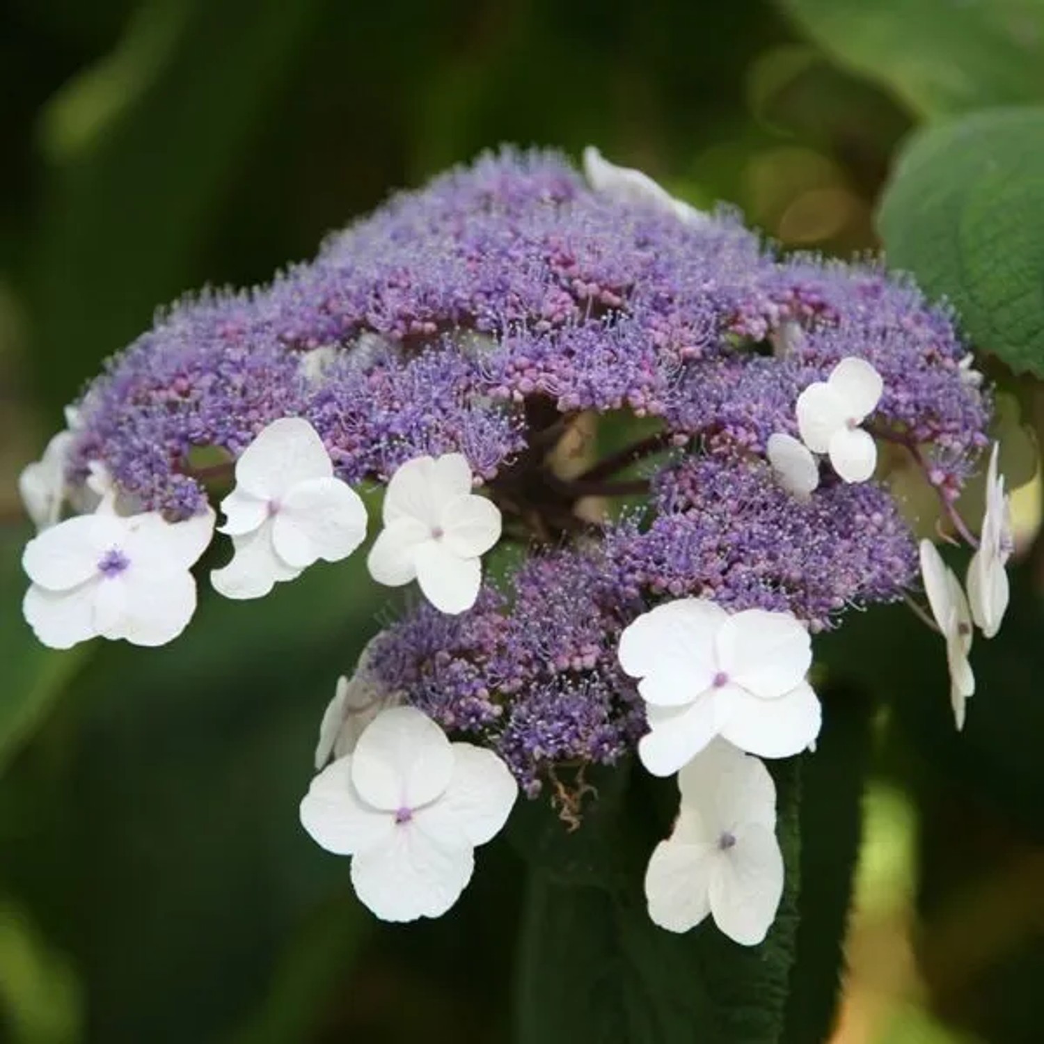 arborix Hortensie Villosa Hydrangea Villosa 25 Bis 30 Cm Im Container Blütendolden