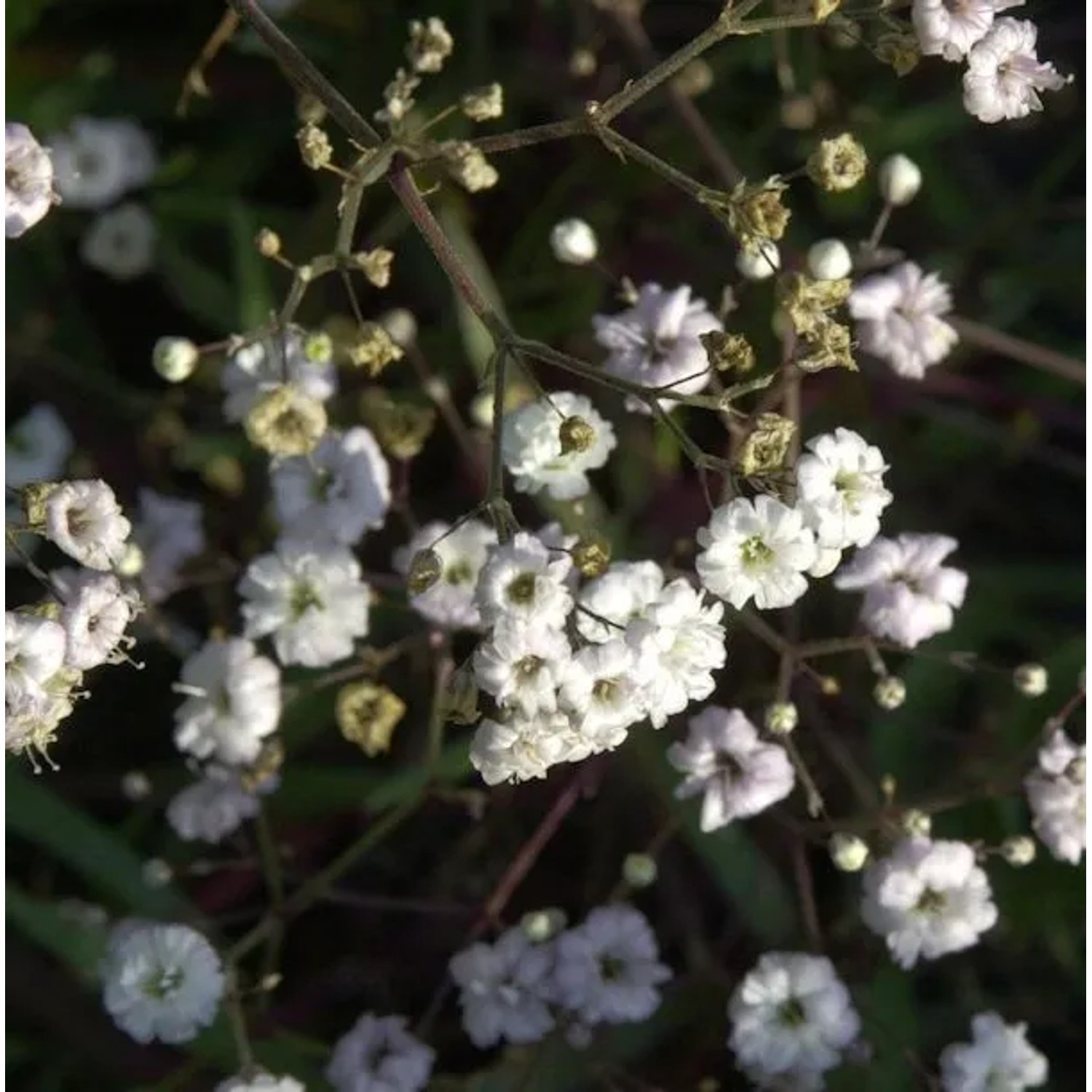 Riesenschleierkraut Bristol Fairy - Gypsophila Paniculata