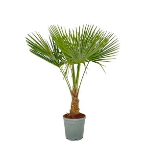 Sunny-Tree Trachycarpus Fortunei Chinesische Fächerpalme 120 bis 140 cm Stammhöhe 20 bis 30 cm Winterhart bis -18°C