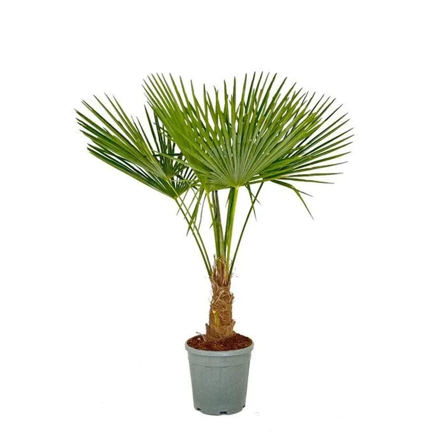 Sunny-Tree Trachycarpus Fortunei Chinesische Fächerpalme 120 bis 140 cm Sta günstig online kaufen