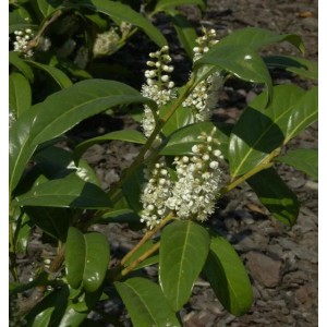Großblättrige Lorbeerkirsche (Prunus laurocerasus) mit weißen Blüten.
