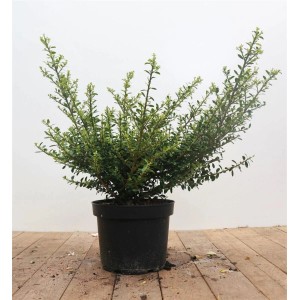 Ilex crenata 'Glorie Gem' im Topf, immergrüne Heckenpflanze mit kleinen, glänzenden Blättern.