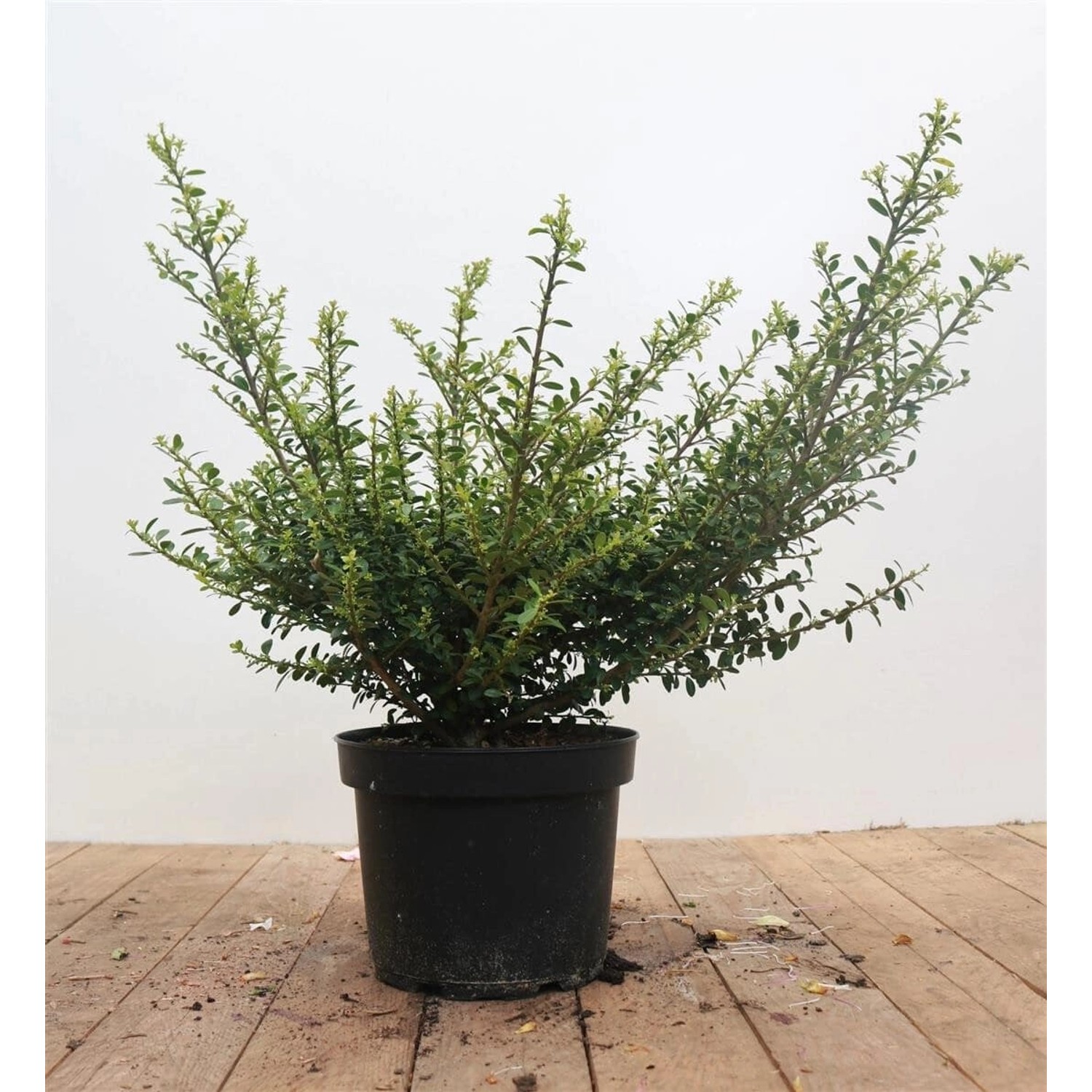 Ilex crenata 'Glorie Gem' 30-40 cm günstig online kaufen