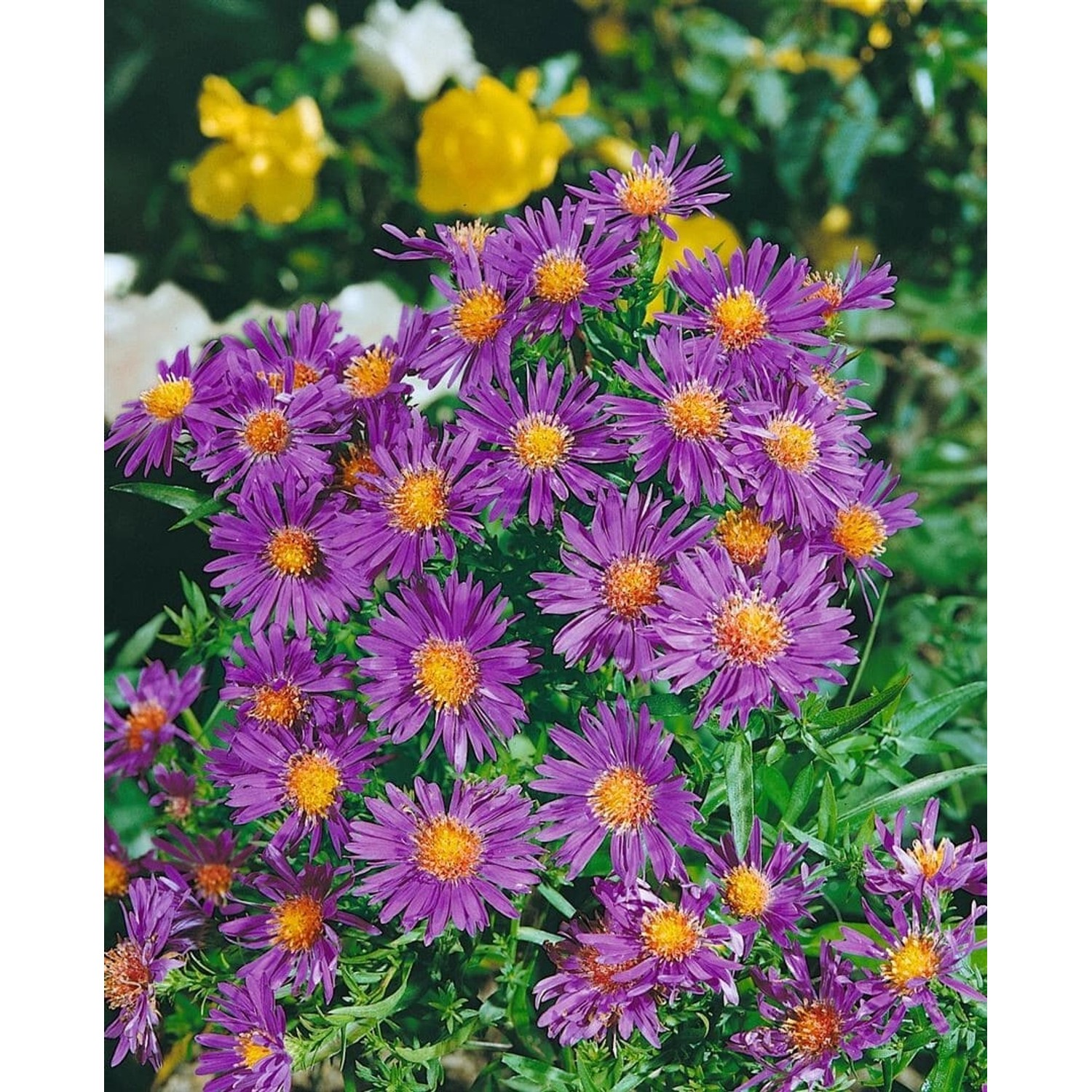 Aster Dumosus Nesthäkchen Kissenaster Ca. 9x9 cm Topf günstig online kaufen