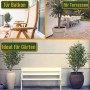 Collage: Olivenbaum Olea Europaea als Balkon-, Terrassen- und Gartenpflanze im Topf.