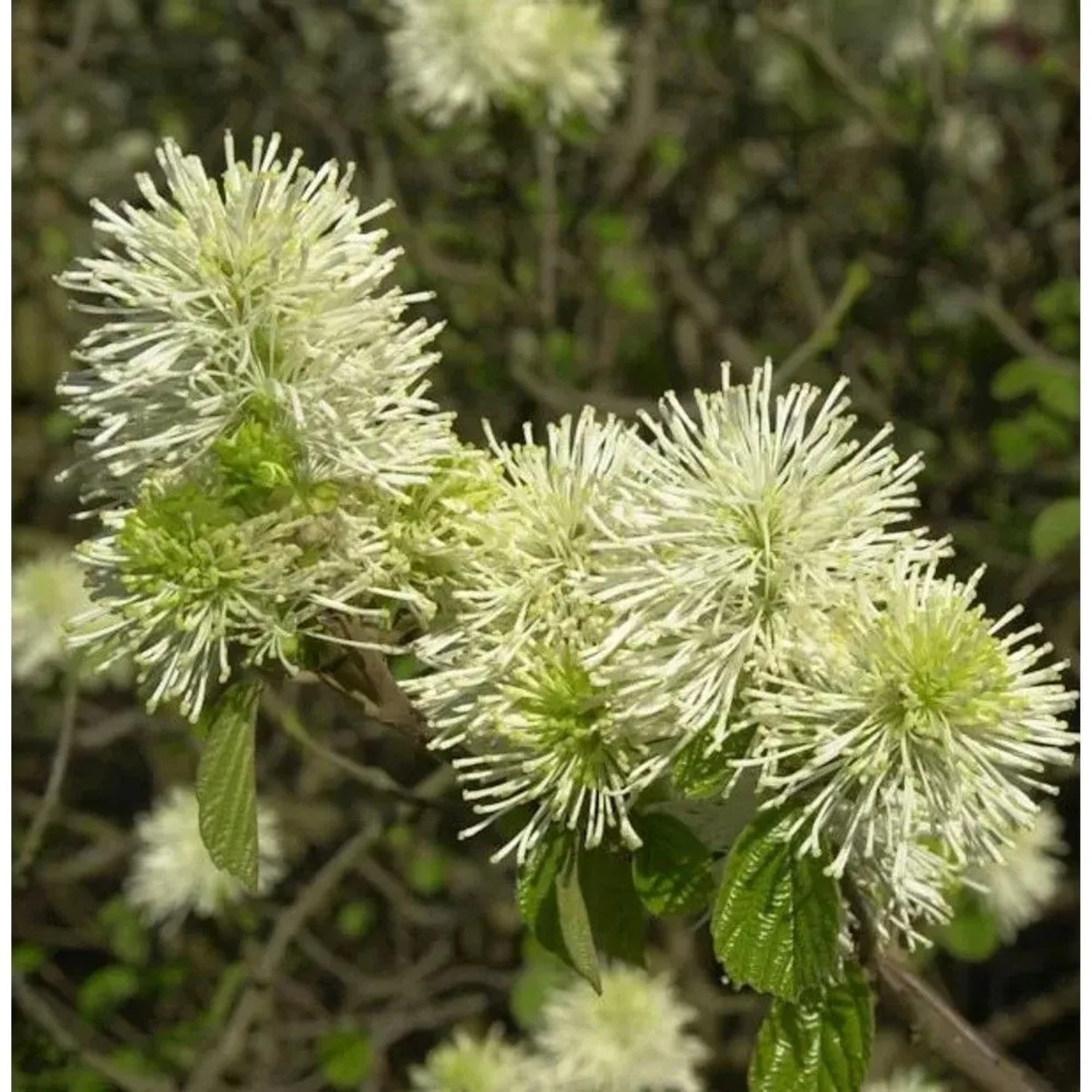 Großer Federbuschstrauch 80-100cm - Fothergilla major