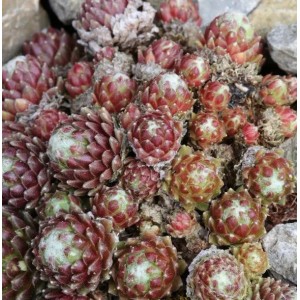 Nahaufnahme von Spinnweb-Hauswurz Minor (Sempervivum arachnoideum Minor) als Staude.