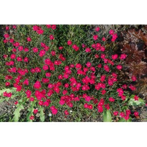 Dianthus Rotkäppchen Heidenelke im 9x9 cm Topf mit vielen leuchtend roten Blüten.
