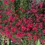 Dianthus Rotkäppchen Heidenelke im 9x9 cm Topf mit vielen leuchtend roten Blüten.