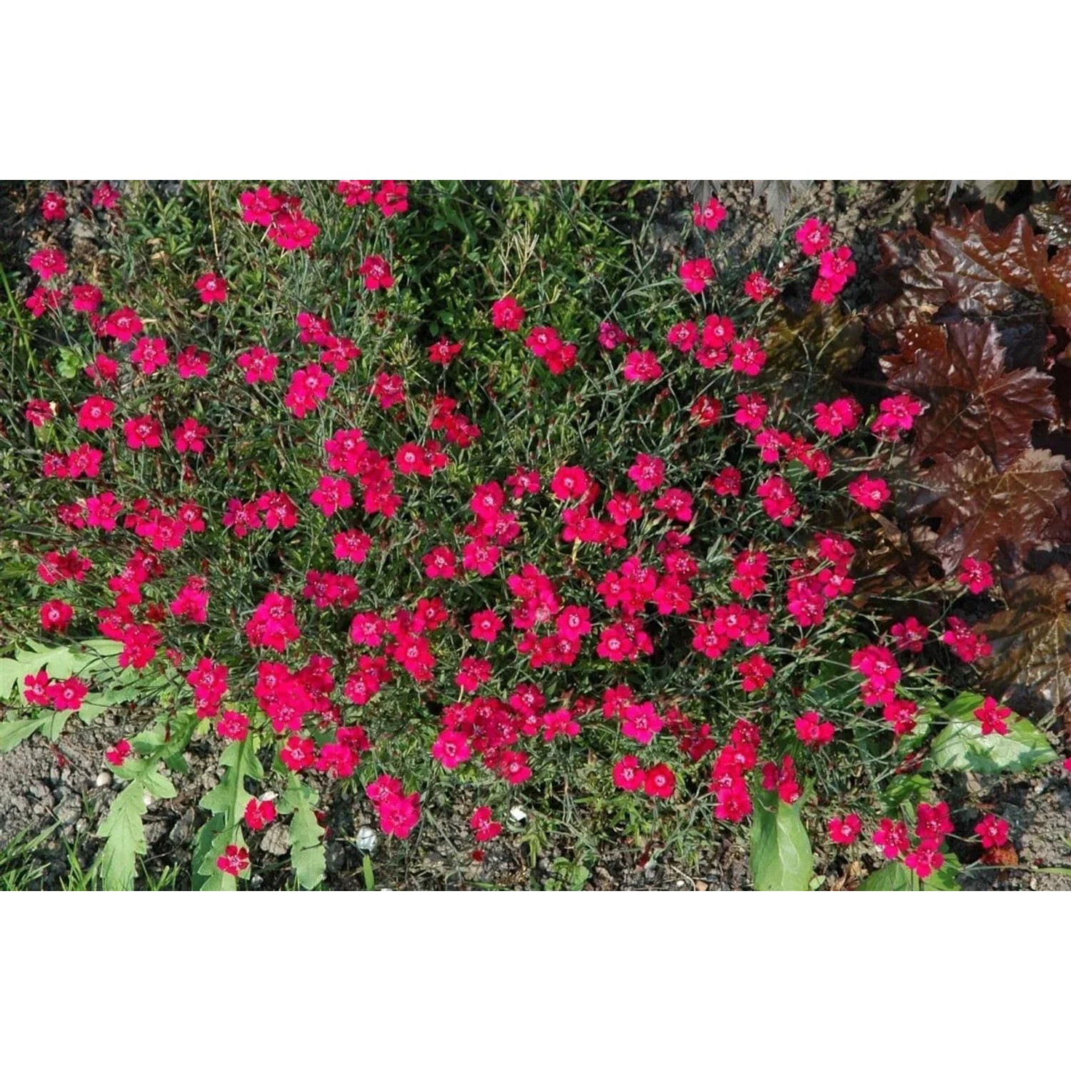 Dianthus Rotkäppchen Heidenelke im 9x9 cm Topf mit vielen leuchtend roten Blüten.