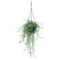 Hängende Exotenherz Senecio Hallianus Ampelpflanze mit bohnenförmigen Blättern im 14cm Topf.