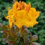 Gelb-orangener Rhododendron Luteum Klondyke (40–50 cm) mit Blüten und Blättern.