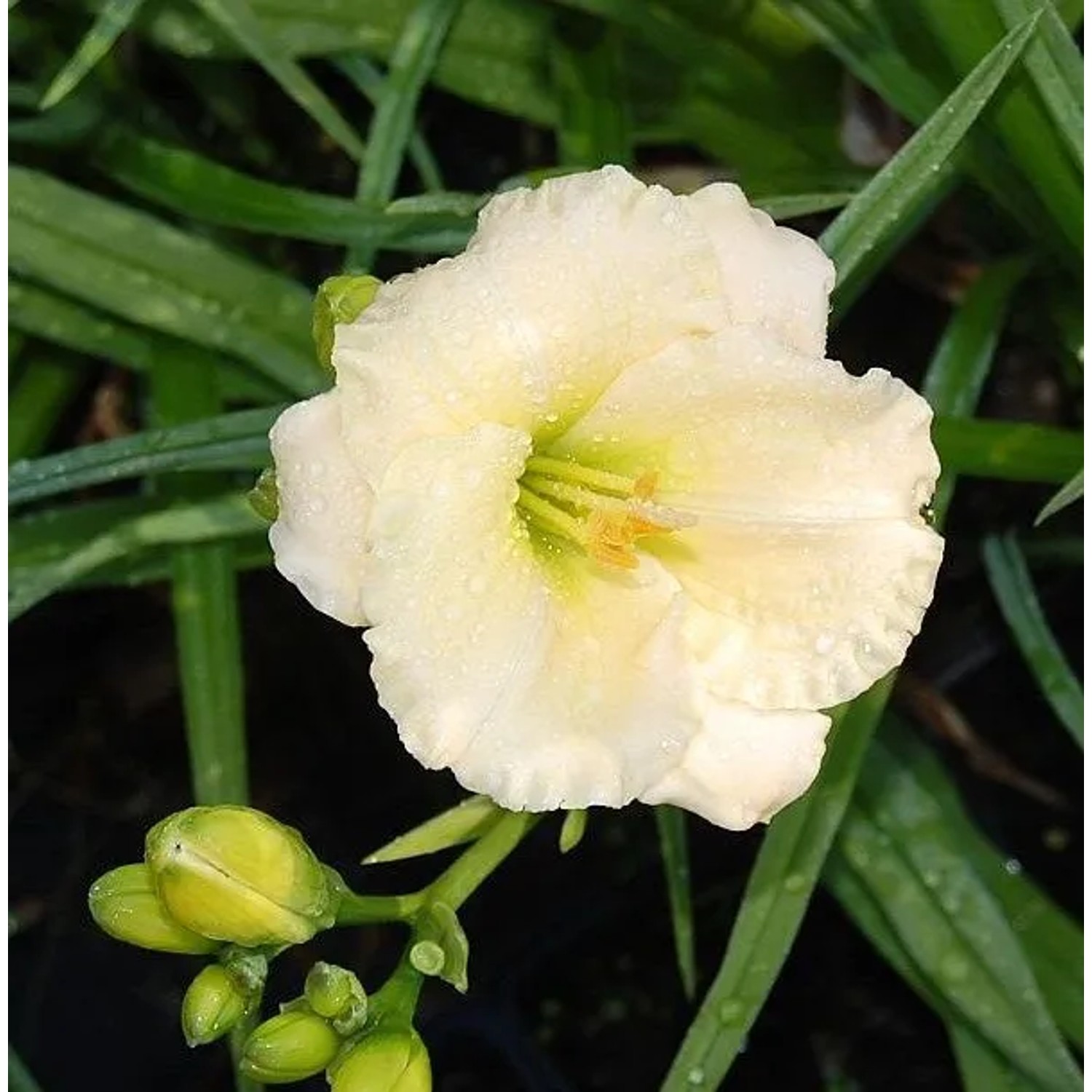 Taglilie Patricia Fay - Hemerocallis