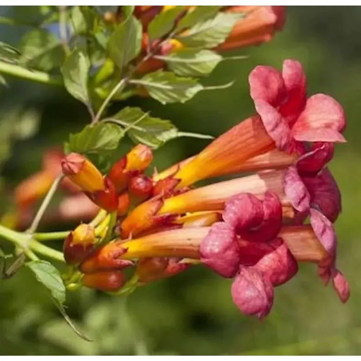 Trompetenblume Stromboli 40-60cm - Campsis radicans