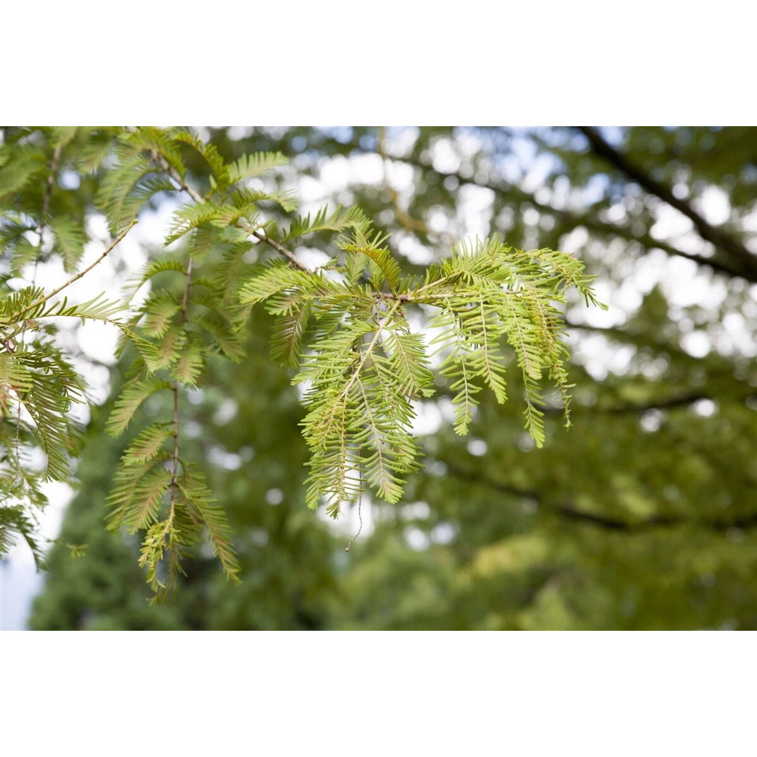 Metasequoia Glyptostroboides Urweltmammutbaum 80–100 cm günstig online kaufen