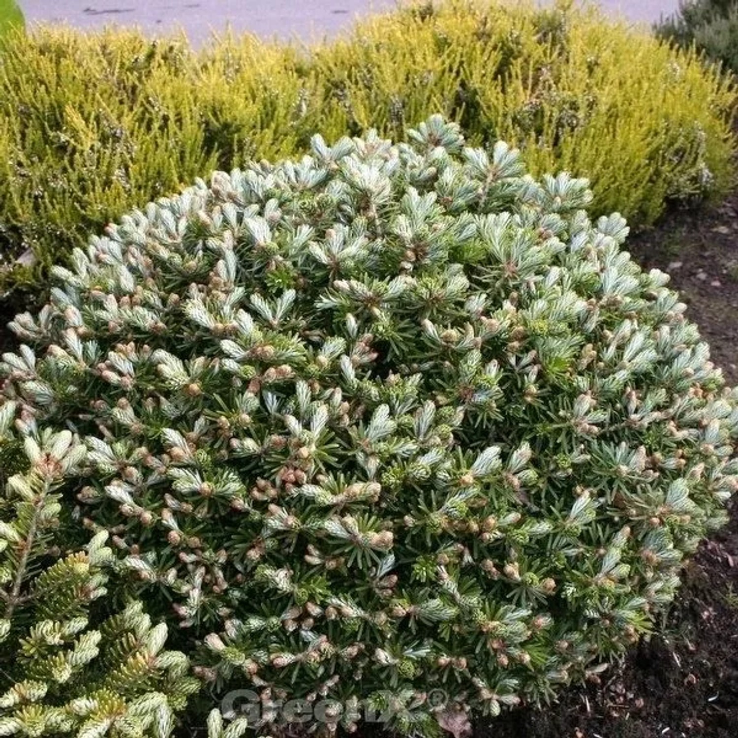 Flache Zwerg Koreatanne Doni Tajuso 20-25cm - Abies koreana