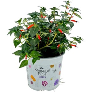 Köcherblümchen Summer Survivors im Topf, rote Blüten und grüne Blätter.