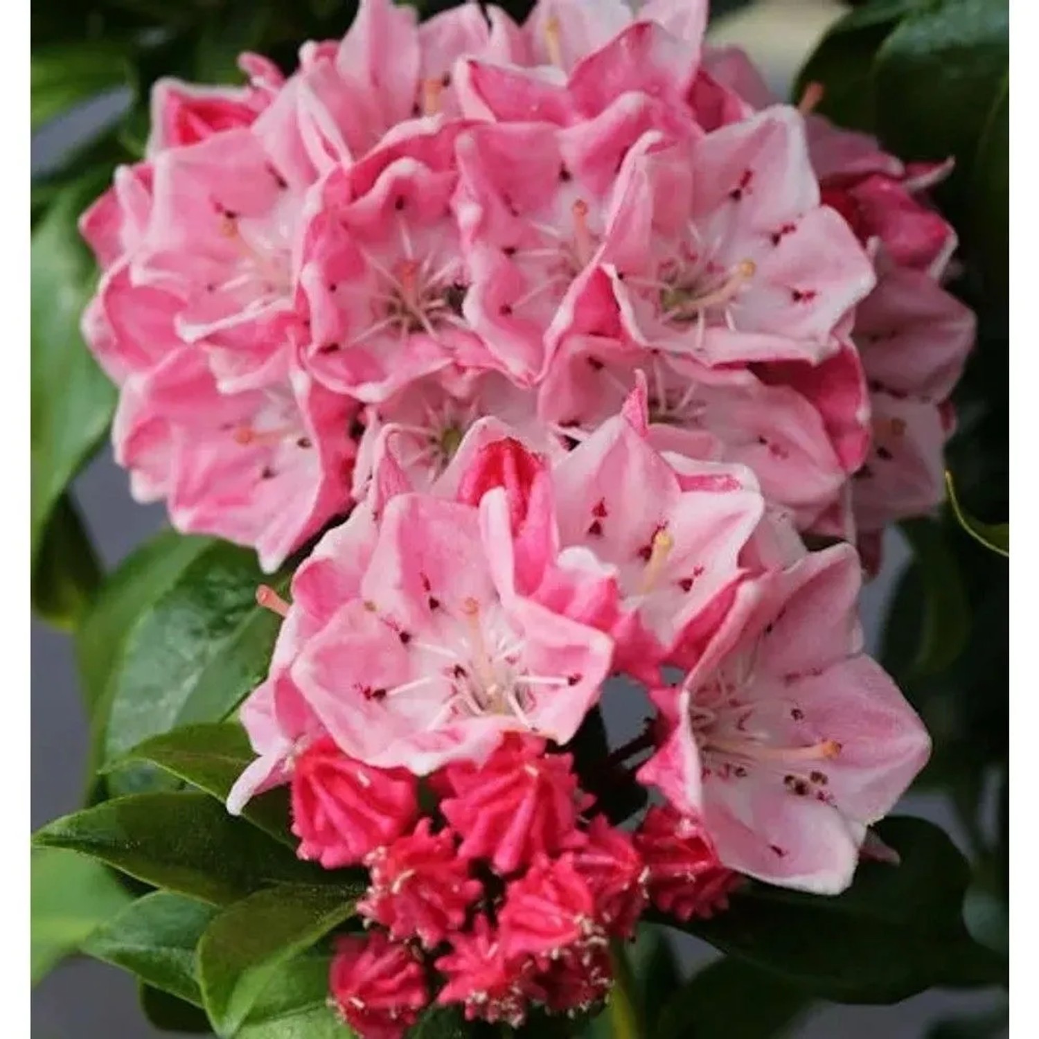 Großer Berglorbeer Olympic Fire 30-40cm - Kalmia,atifolia