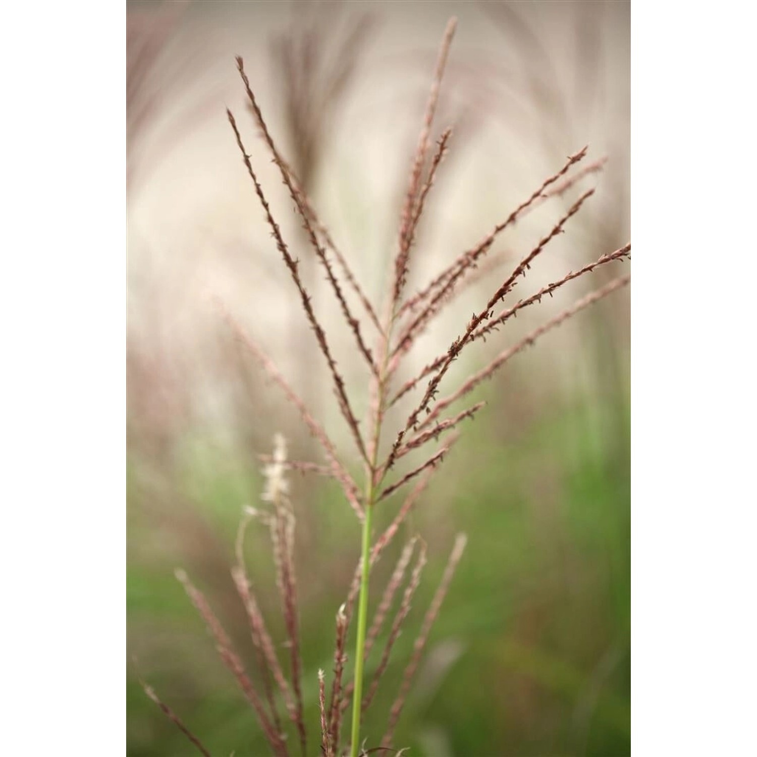 Miscanthus Sinensis Dronning Ingrid Chinaschilf 3-5 Liter Container günstig online kaufen
