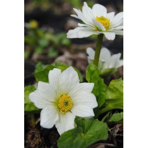 Weiße Sumpfdotterblume (Caltha palustris var. alba) mit gelber Mitte und grünen Blättern.