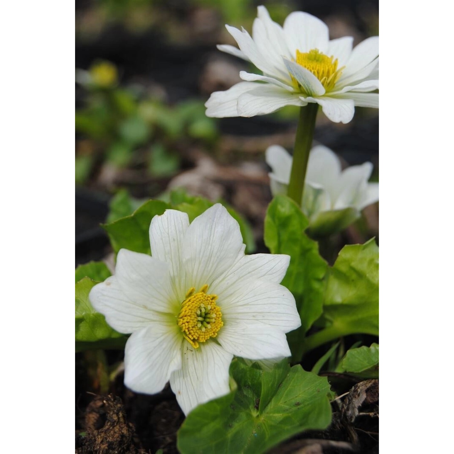 Caltha Palustris Var.alba Sumpfdotterblume Ca. 9x9 cm Topf günstig online kaufen