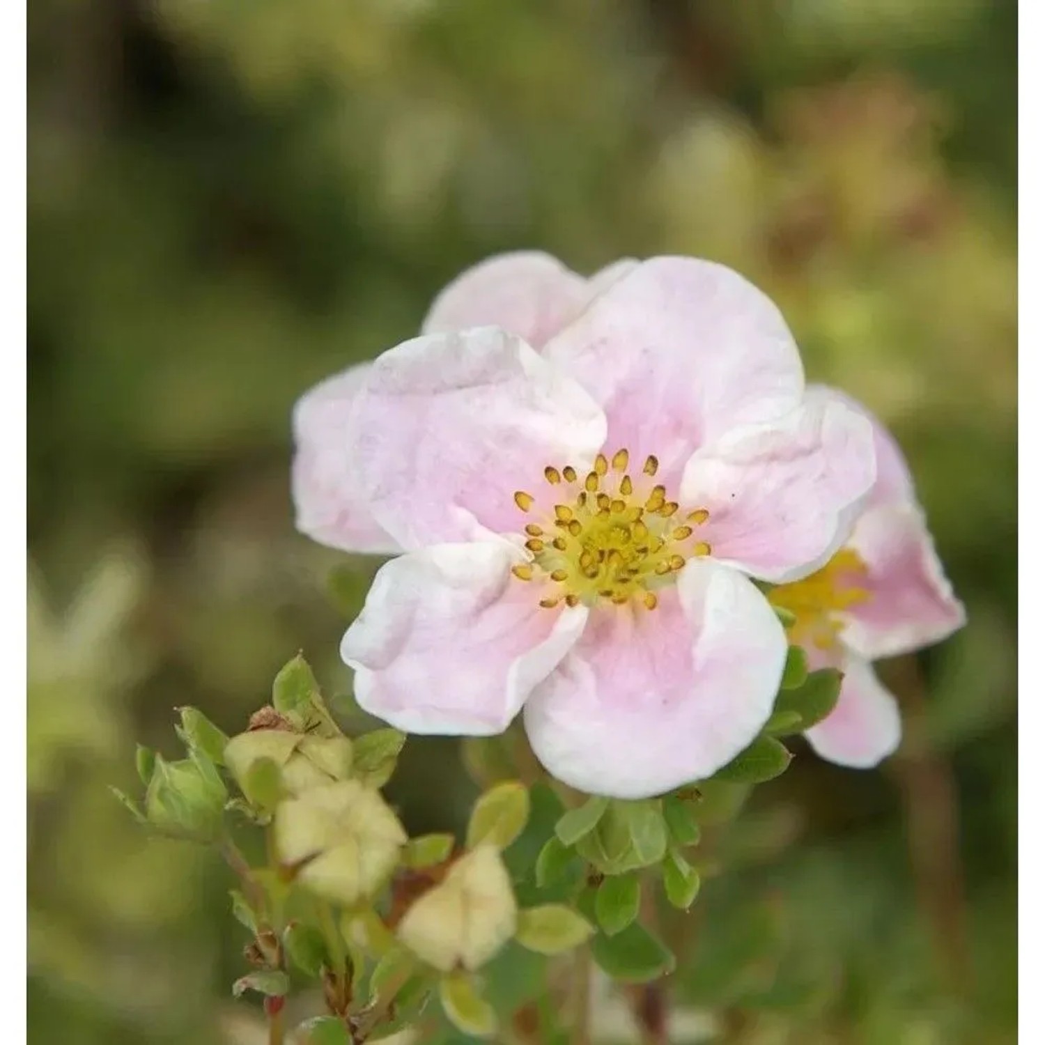 10x Fünffingerstrauch Princess - Potentilla fruticosa