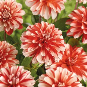 Nahaufnahme der rot-weiß gestreiften Dahlie 'Dynamite' von GROW by OBI.