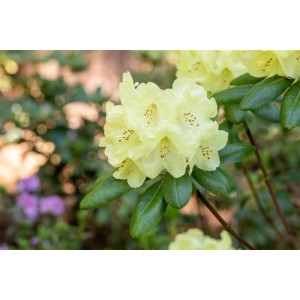 Gelber Rhododendron Yakushimanum Centennial Gold mit grünen Blättern.