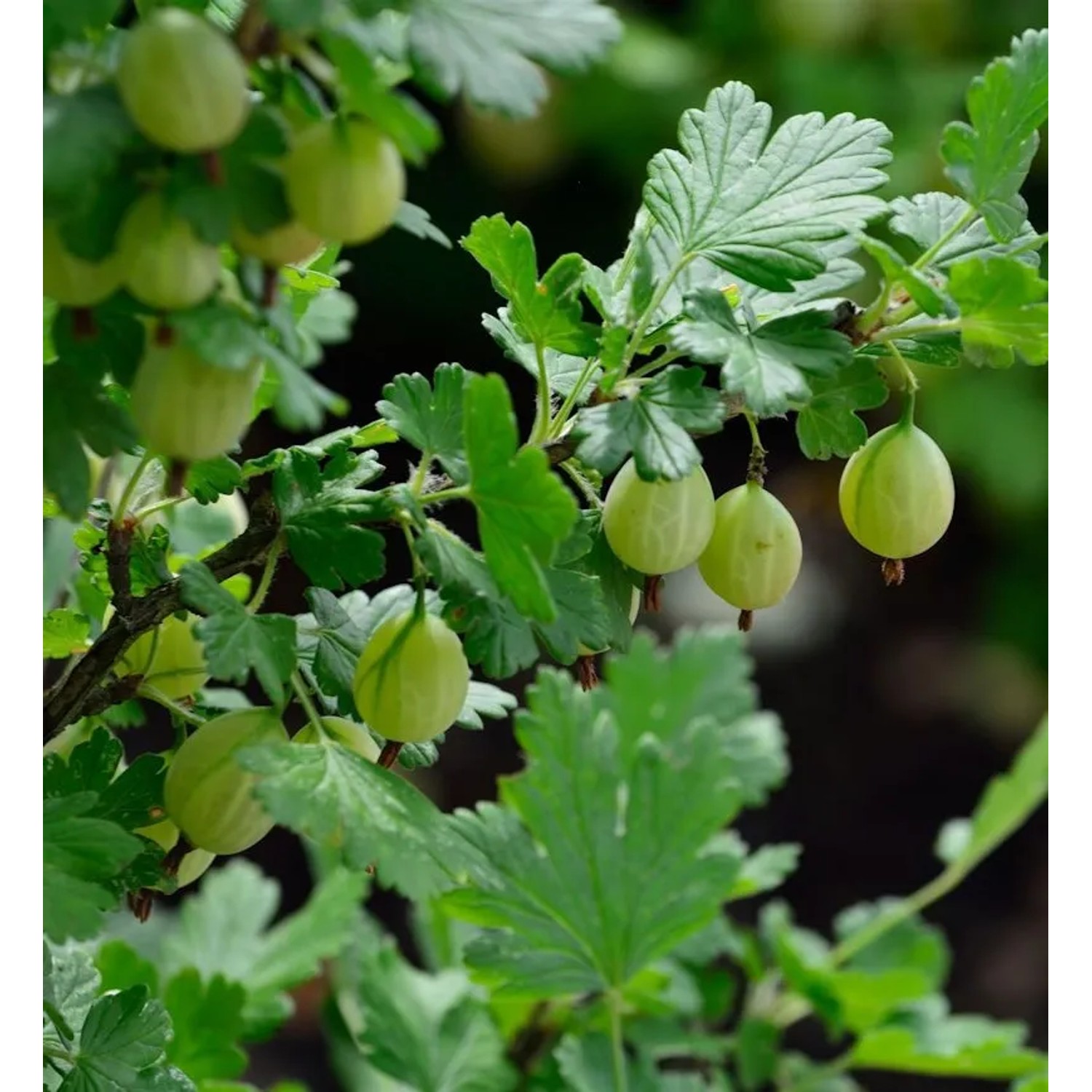 Stachelbeere grün - Ribes uva-crispa