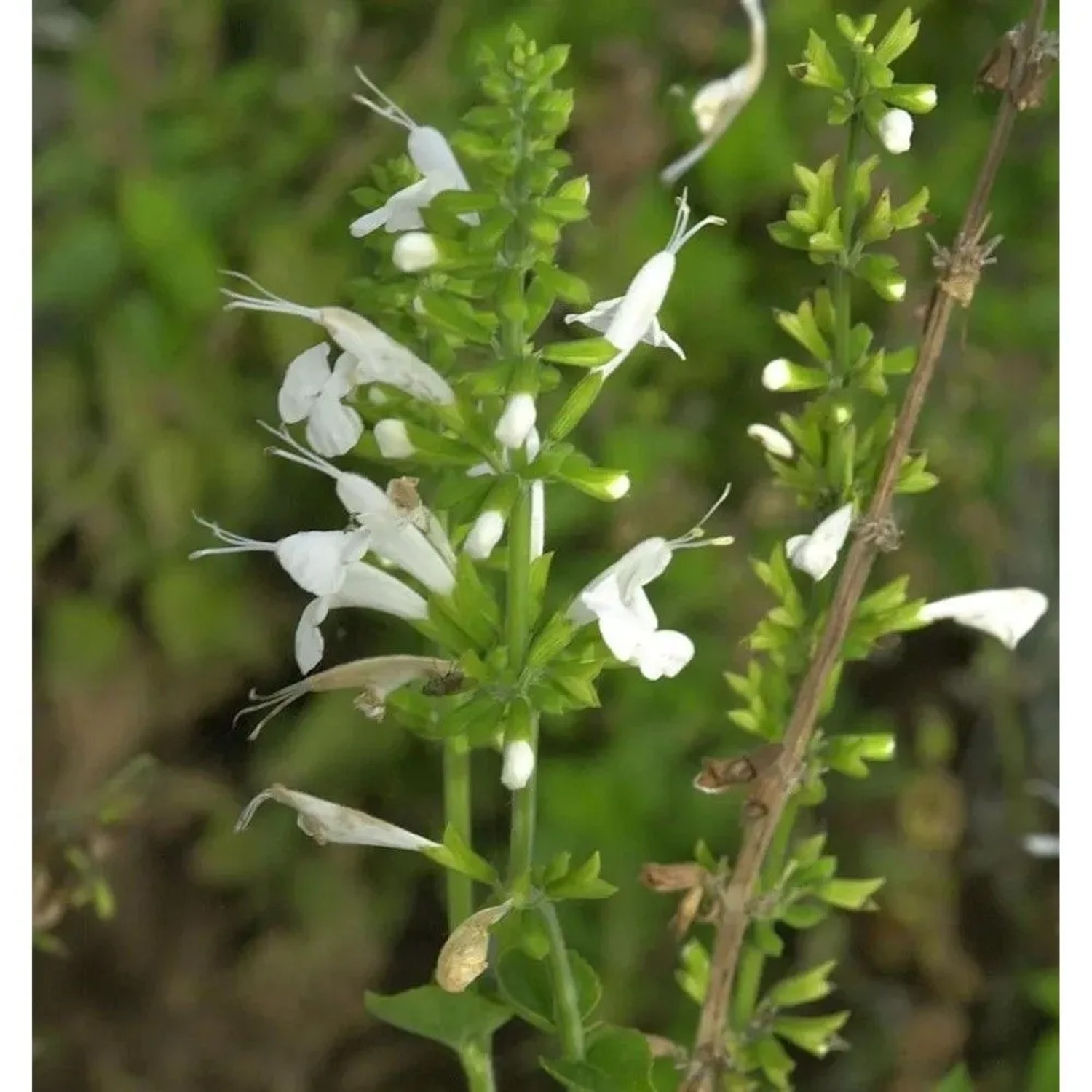 Quirlblütiger Salbei White Rain - Salvia verticillata