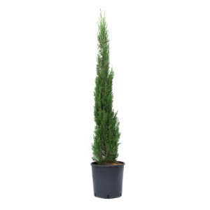 Grüne Toskana-Zypresse (Cupressus sempervirens) im Topf, ca. 80/100 cm hoch.