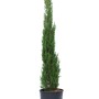 Grüne Toskana-Zypresse (Cupressus sempervirens) im Topf, ca. 80/100 cm hoch.