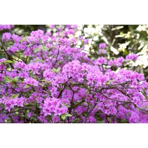 Frühblühender, lila Rhododendron Praecox (30–40 cm) im Garten.