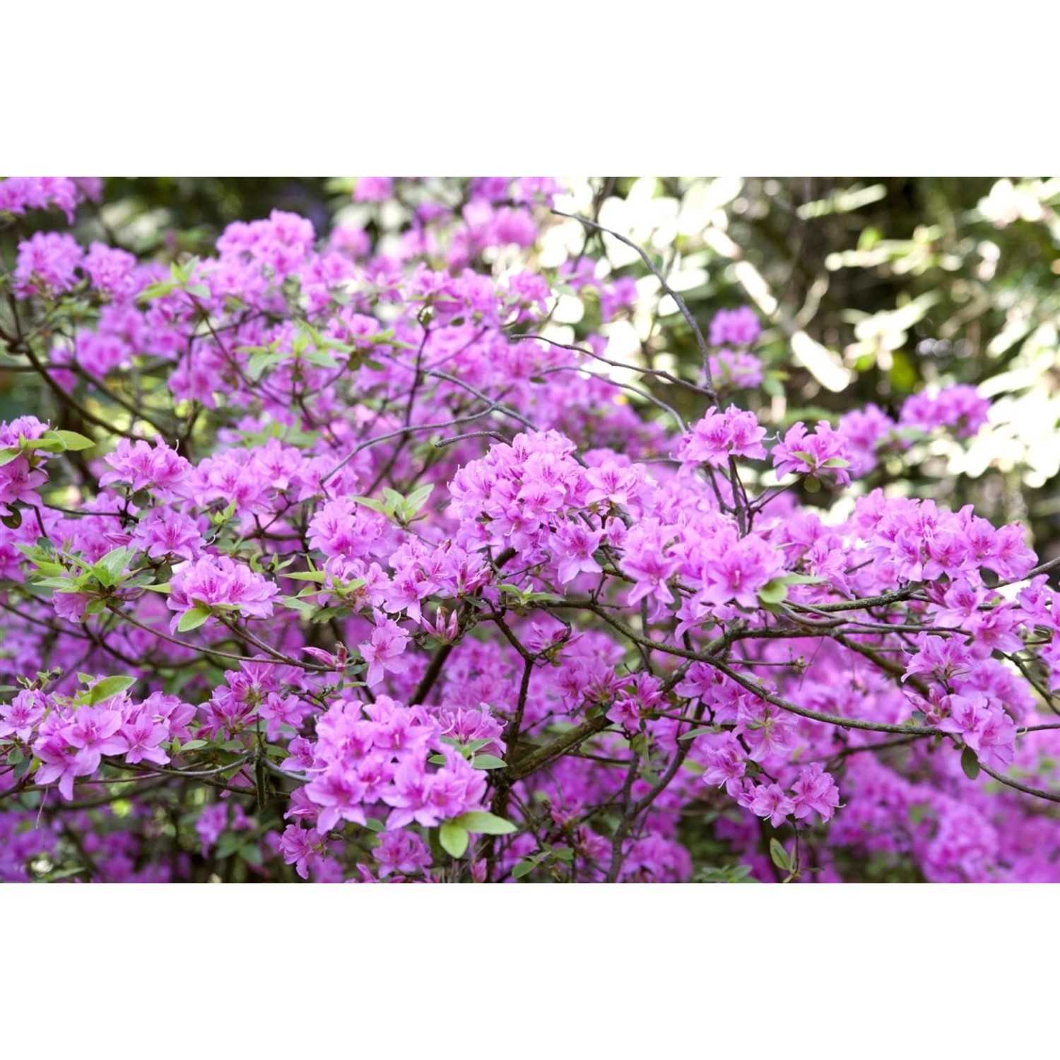 Rhododendron Praecox Frühblühend Lila 30–40 cm günstig online kaufen