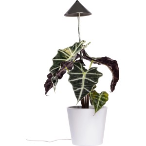 Parus LED-Pflanzenlampe Sunlite, 7W, Anthrazit, mit Teleskopstab in weißem Topf für Pflanzenanzucht.