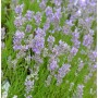 Echter Lavendel Little Lady - Lavandula angustifolia_2